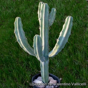 11826 valentino Valentino Vallicelli