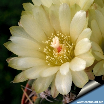 13553 cactus-art Cactus Art