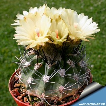 13555 cactus-art Cactus Art