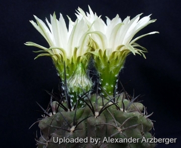 27957 alexander Alexander Arzberger