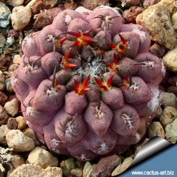 13565 cactus-art Cactus Art