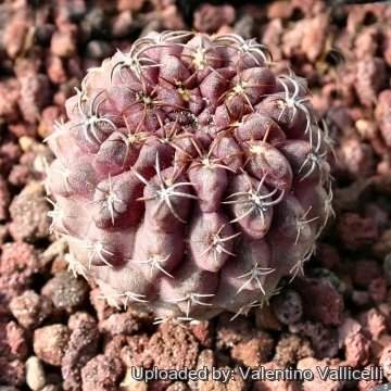 13568 valentino Valentino Vallicelli