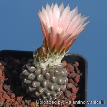 17895 valentino Valentino Vallicelli