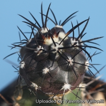 Copiapoa_griseoviolacea_16842_ Copiapoa_griseoviolacea_16842_