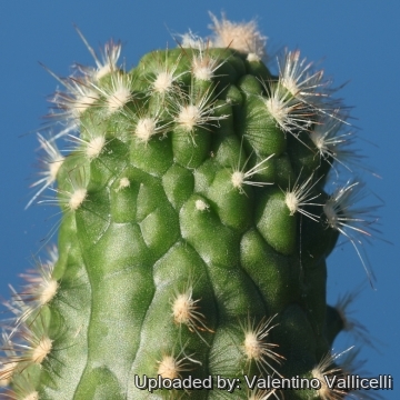 16845 valentino Valentino Vallicelli