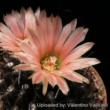 7591 valentino Valentino Vallicelli