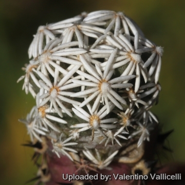 18287 valentino Valentino Vallicelli