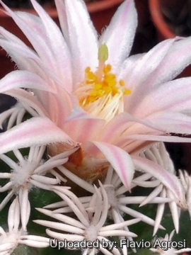 22481 flavio Flavio Agrosi