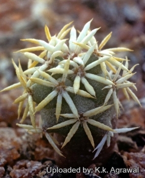 30523 agrawal K.k. Agrawal