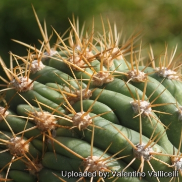 17072 valentino Valentino Vallicelli