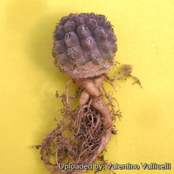 13563 valentino Valentino Vallicelli