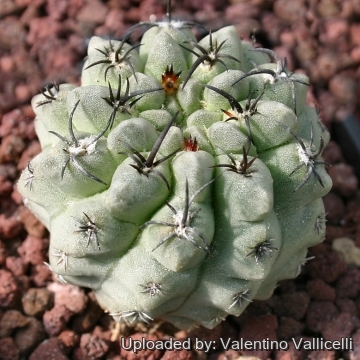 13564 valentino Valentino Vallicelli