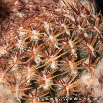 16013 valentino Valentino Vallicelli