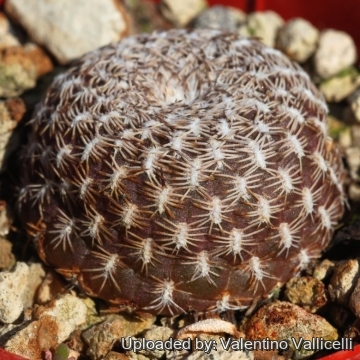 16871 valentino Valentino Vallicelli