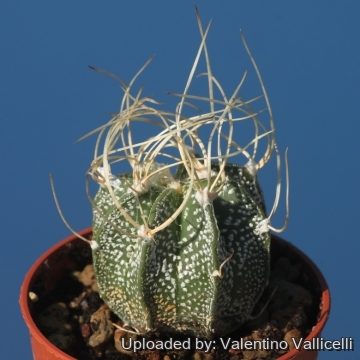 17687 valentino Valentino Vallicelli