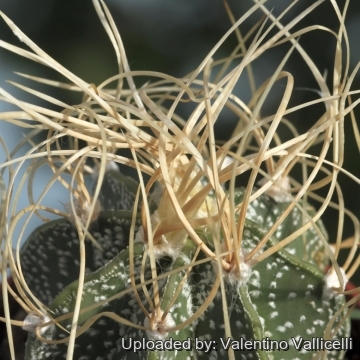 18252 valentino Valentino Vallicelli