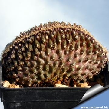 8433 cactus-art Cactus Art