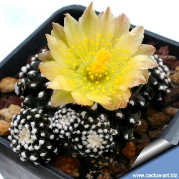 5437 cactus-art Cactus Art