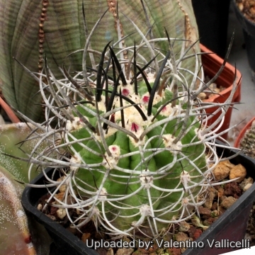 4560 valentino Valentino Vallicelli