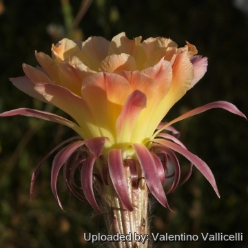 18248 valentino Valentino Vallicelli