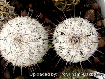 18863 Ilham Prof. Ilham Alakbarov