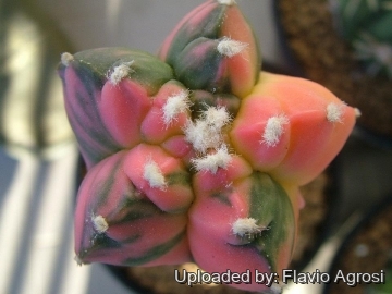 21965 flavio Flavio Agrosi