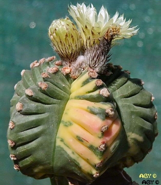 24554 agocs Agócs György