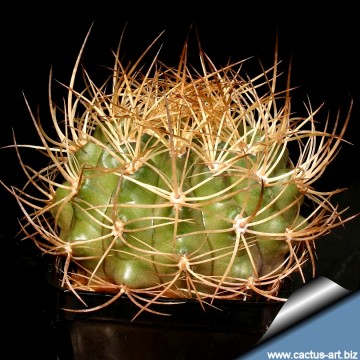 2145 cactus-art Cactus Art