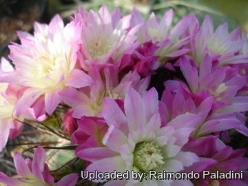 27060 RapCactus Raimondo Paladini