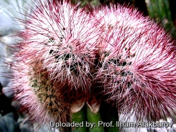 18803 Ilham Prof. Ilham Alakbarov