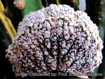 26097 Ilham Prof. Ilham Alakbarov