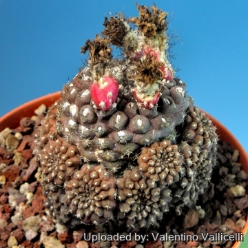 3780 valentino Valentino Vallicelli