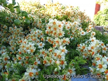 19948 julio Julio C. García