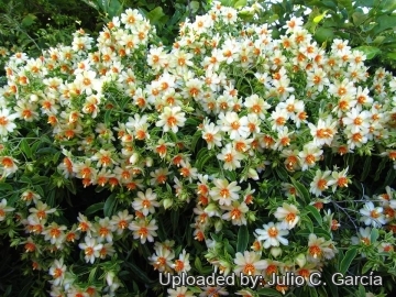 19949 julio Julio C. García