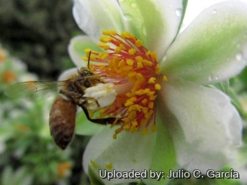 23260 julio Julio C. García