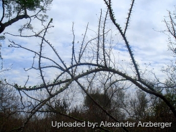 27409 alexander Alexander Arzberger