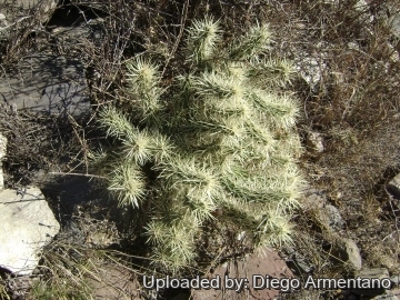 26586 diegoe Diego Armentano