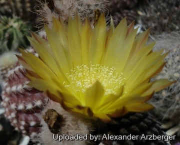 27963 alexander Alexander Arzberger