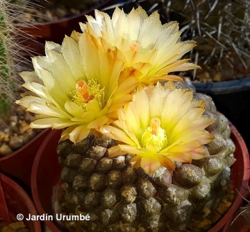 28210 alexander Alexander Arzberger