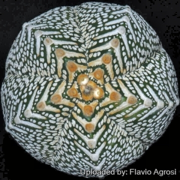 21789 flavio Flavio Agrosi