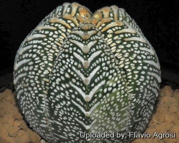 21790 flavio Flavio Agrosi