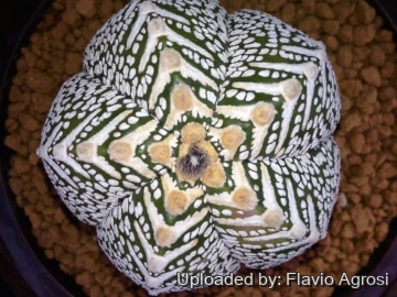 21791 flavio Flavio Agrosi