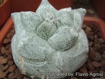 21884 flavio Flavio Agrosi