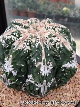 21897 flavio Flavio Agrosi