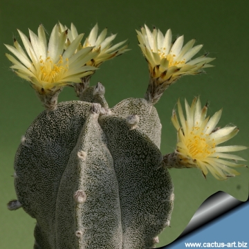 10610 cactus-art Cactus Art