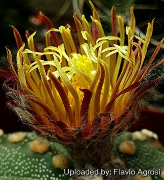 27886 flavio Flavio Agrosi