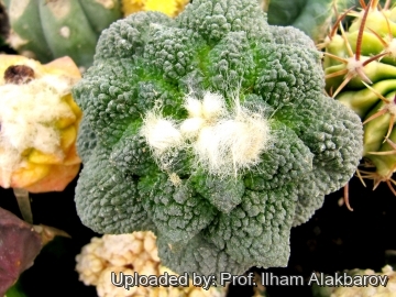 18820 Ilham Prof. Ilham Alakbarov