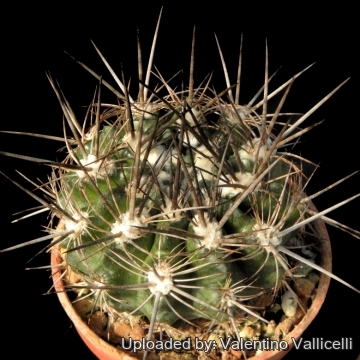 7705 valentino Valentino Vallicelli