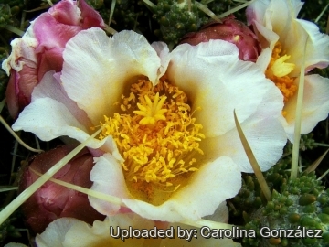 23349 carolina Carolina González