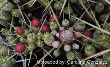 23447 carolina Carolina González